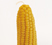 Corn  | Ladd Cottage