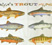 Trout | The Printed Image